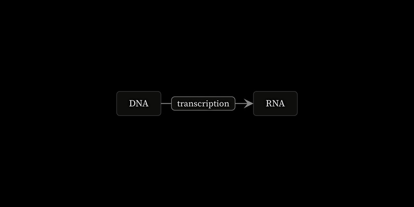 Two boxes, DNA and RNA, joined by an arrow labelled transcription.
