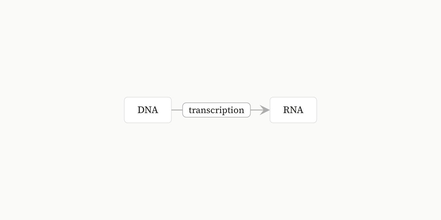 Two boxes, DNA and RNA, joined by an arrow labelled transcription.