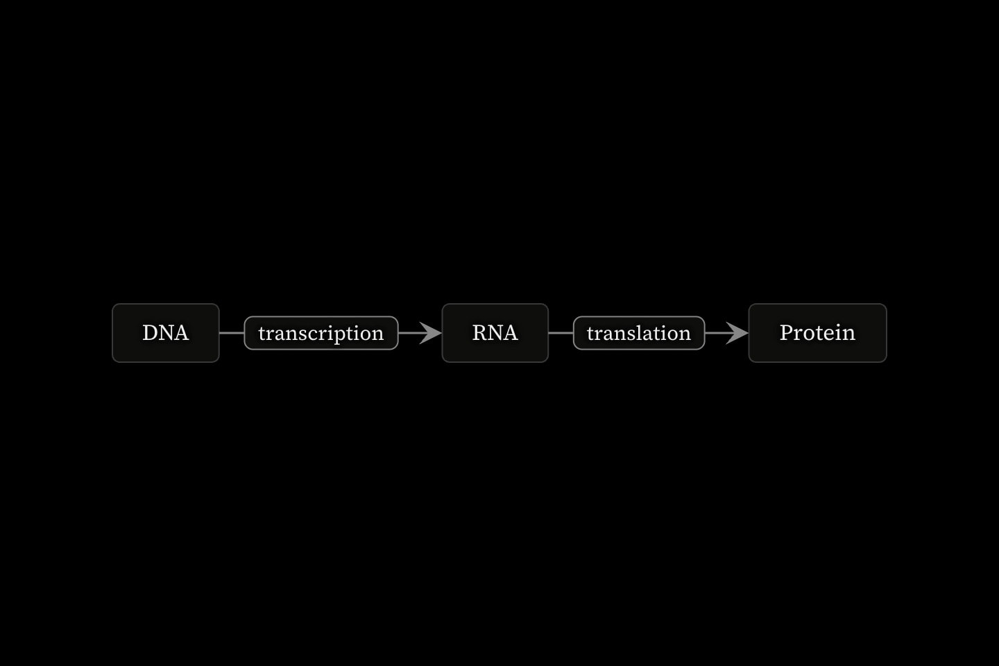 Three boxes, DNA, RNA and Protein, joined left to right by arrows labelled transcription and translation.