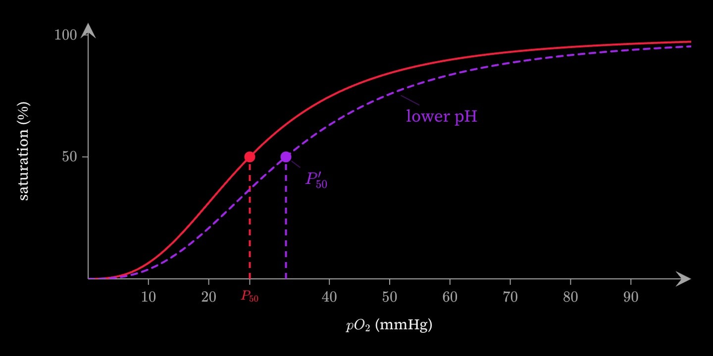 The red oxygen dissociation curve with P50 at 26.8, and a purple dashed curve labelled lower pH shifted 6 mmHg to the right, its own P50 marked at 32.8.