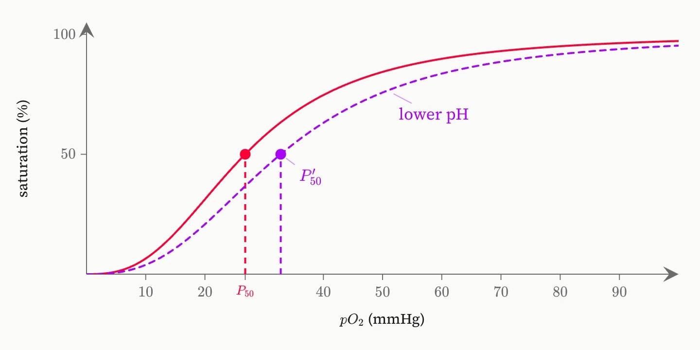 The red oxygen dissociation curve with P50 at 26.8, and a purple dashed curve labelled lower pH shifted 6 mmHg to the right, its own P50 marked at 32.8.