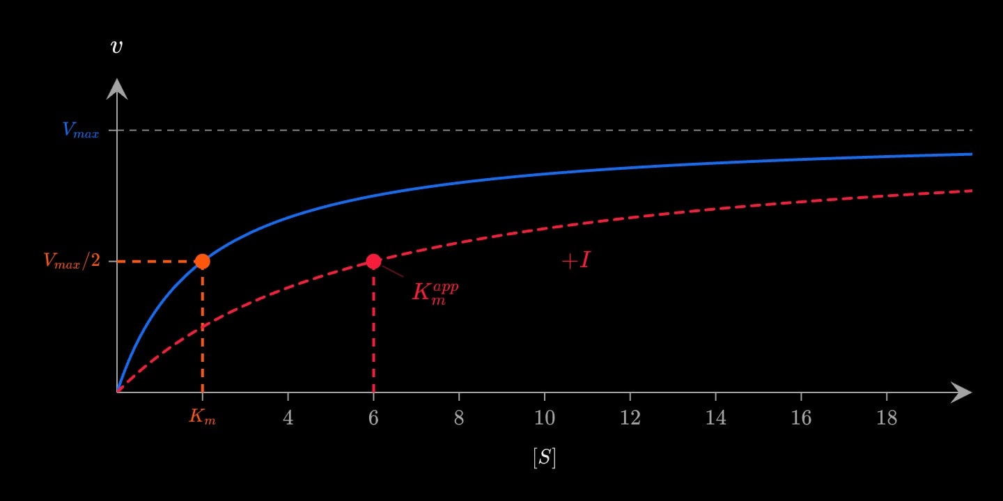A blue Michaelis–Menten curve with its half-maximum at Km = 2, and a red dashed inhibited curve reaching the same maximum but with its half-maximum moved right to 6.