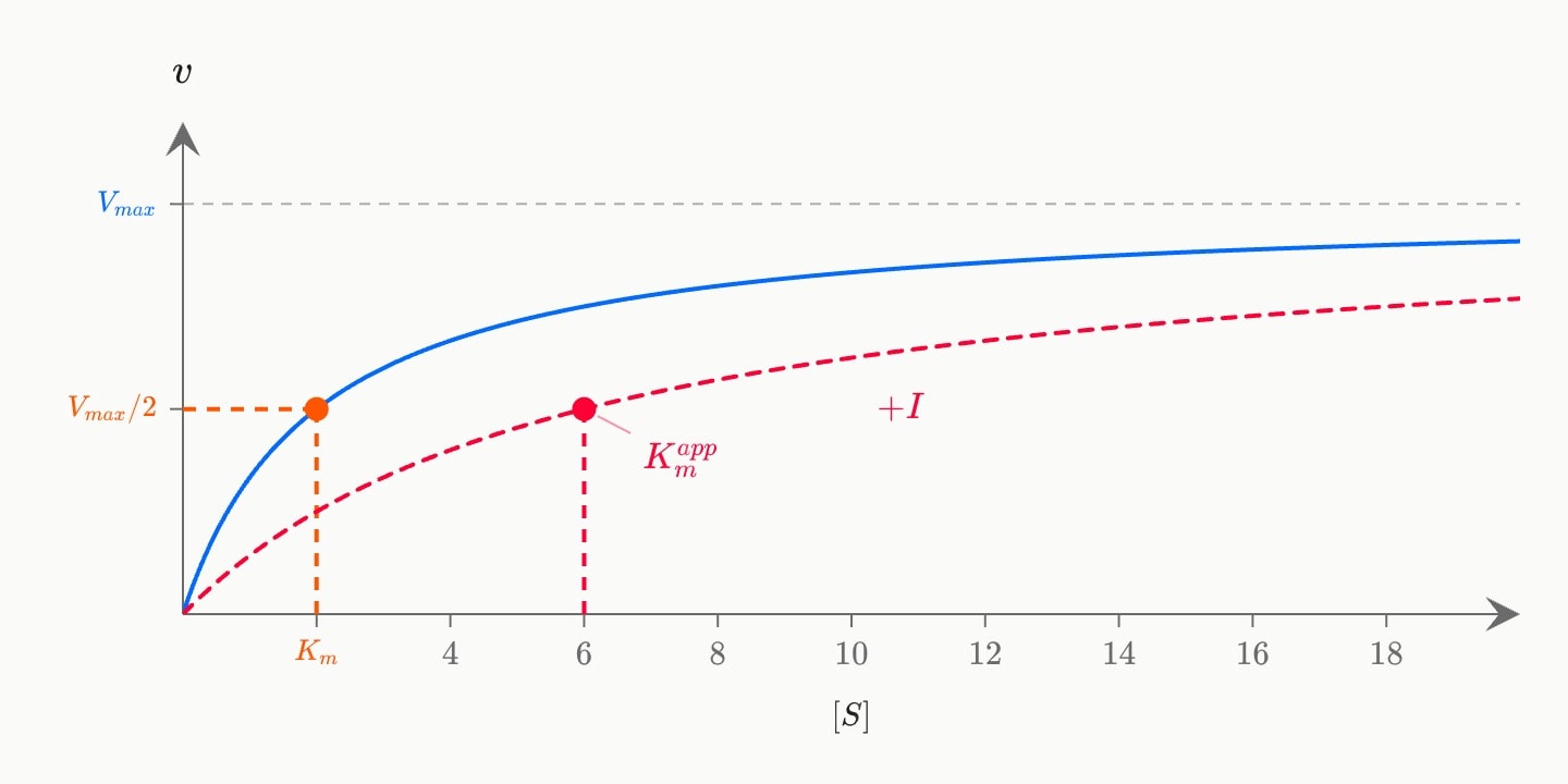A blue Michaelis–Menten curve with its half-maximum at Km = 2, and a red dashed inhibited curve reaching the same maximum but with its half-maximum moved right to 6.