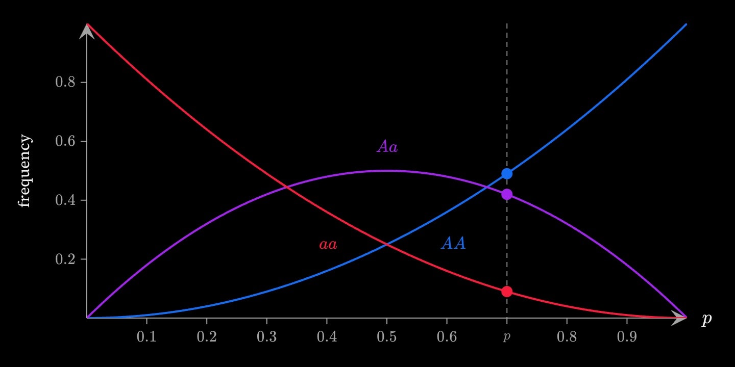 Genotype frequencies against the allele frequency p: a blue p² curve for AA rising, a red q² curve for aa falling, and a purple 2pq arch for Aa peaking at a half, with a line at p = 0.7 marking 0.49, 0.42 and 0.09.