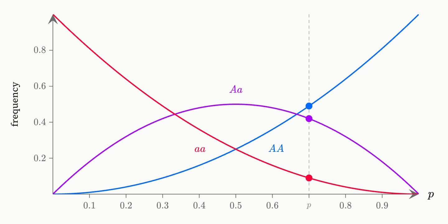 Genotype frequencies against the allele frequency p: a blue p² curve for AA rising, a red q² curve for aa falling, and a purple 2pq arch for Aa peaking at a half, with a line at p = 0.7 marking 0.49, 0.42 and 0.09.