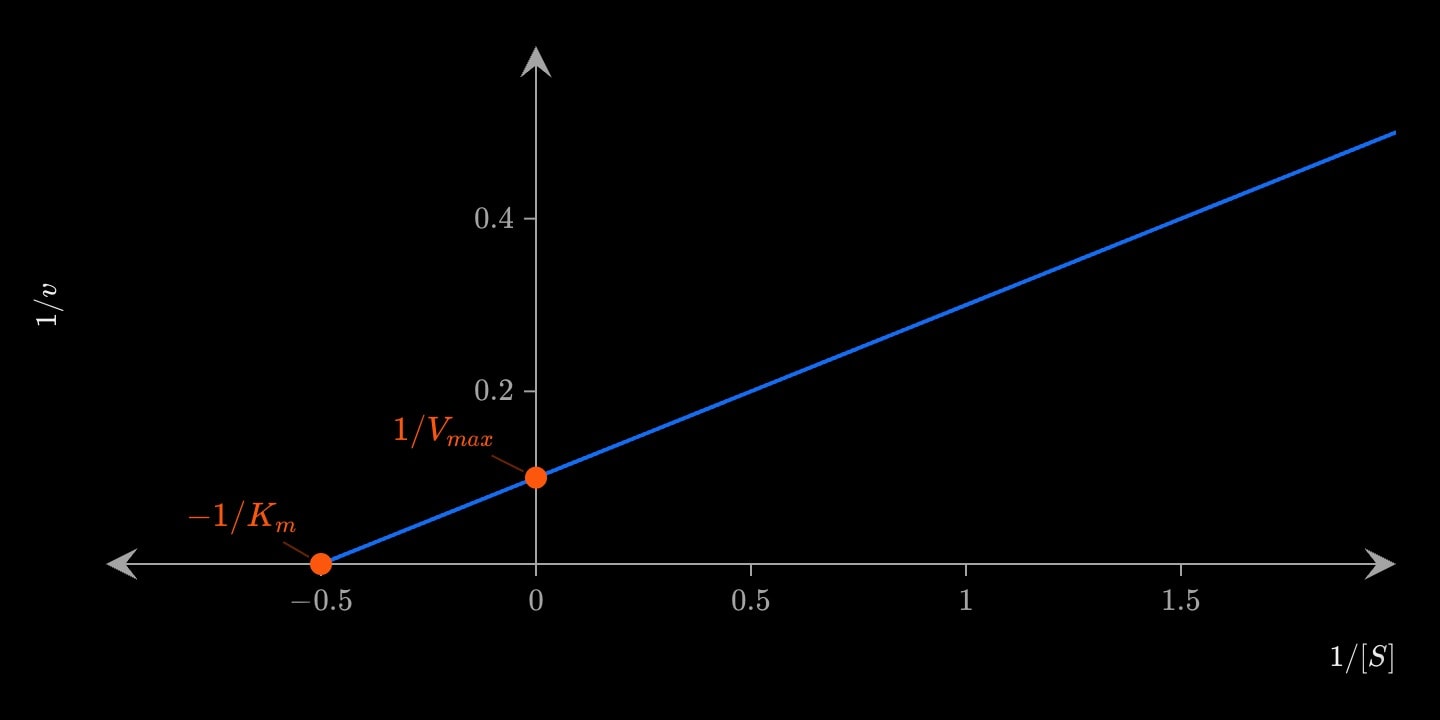 A blue straight Lineweaver–Burk line of 1/v against 1/[S], crossing the 1/v axis at 1/Vmax = 0.1 and drawn back to meet the 1/[S] axis at −1/Km = −0.5, both intercepts marked in orange.