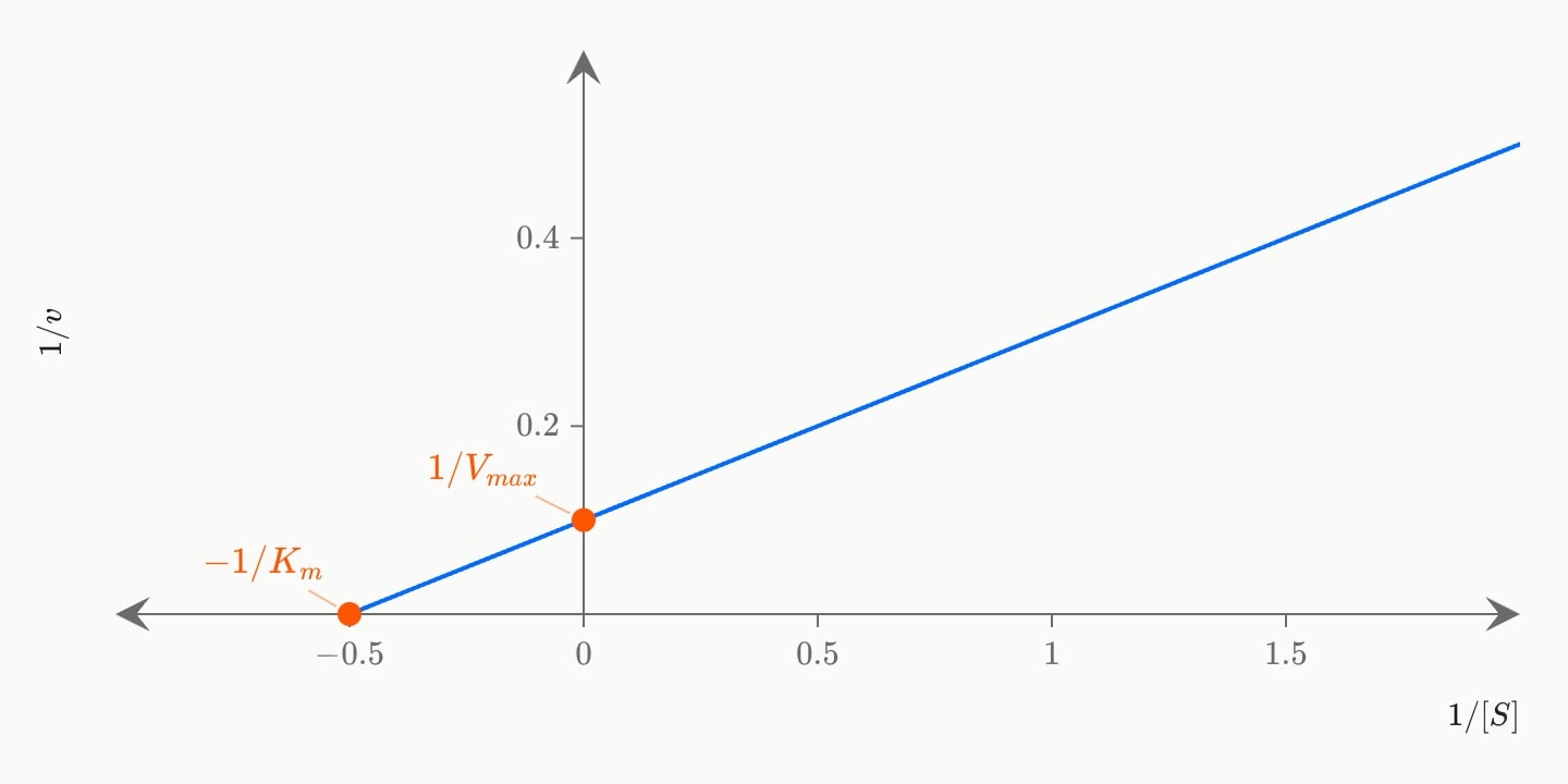 A blue straight Lineweaver–Burk line of 1/v against 1/[S], crossing the 1/v axis at 1/Vmax = 0.1 and drawn back to meet the 1/[S] axis at −1/Km = −0.5, both intercepts marked in orange.
