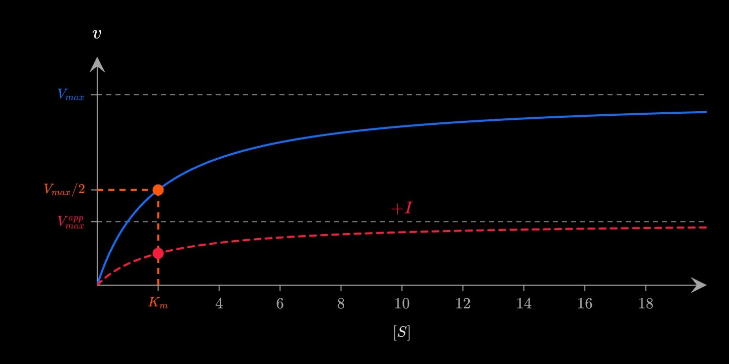 A blue Michaelis–Menten curve levelling at 10, and a red dashed inhibited curve levelling at a ruled maximum of 10/3, its half-maximum still above Km = 2.