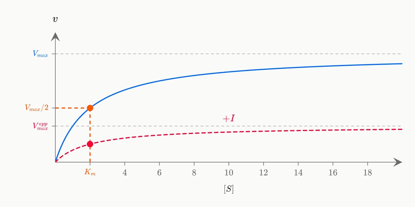 A blue Michaelis–Menten curve levelling at 10, and a red dashed inhibited curve levelling at a ruled maximum of 10/3, its half-maximum still above Km = 2.