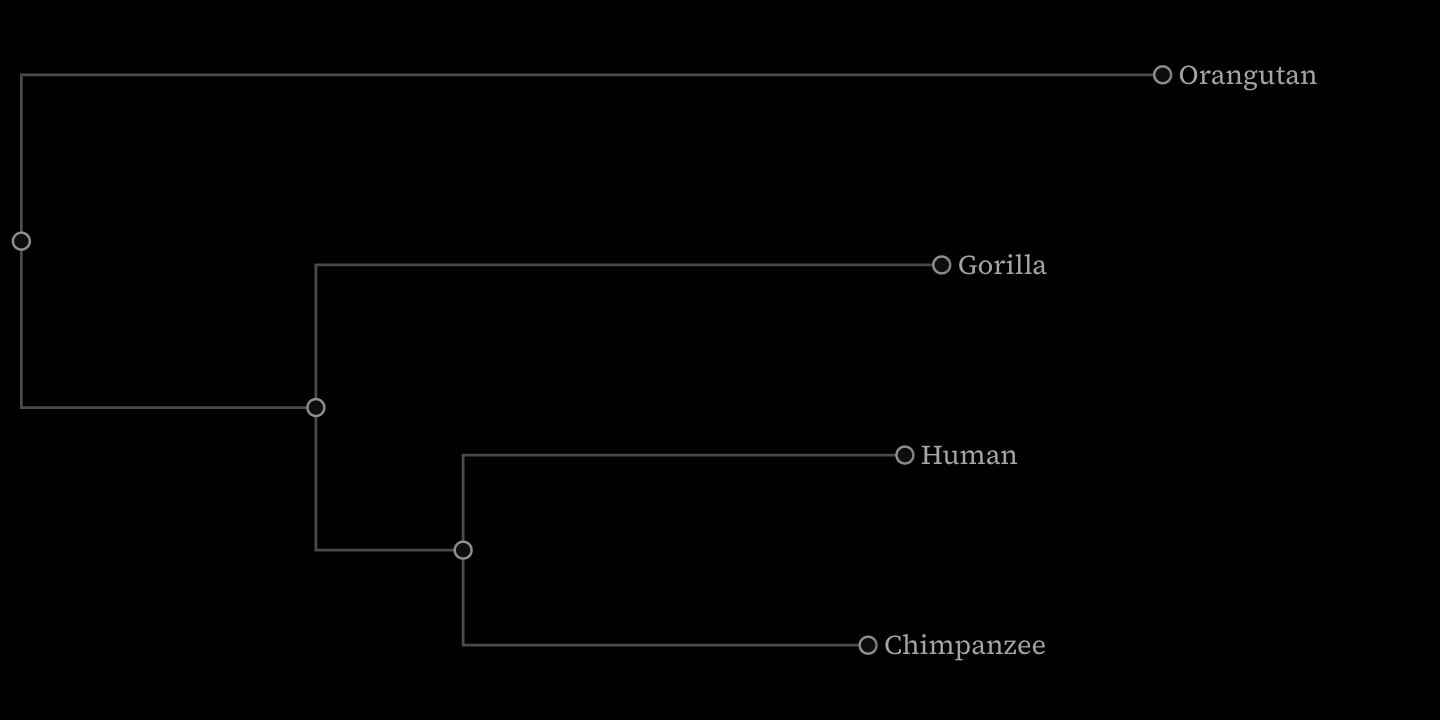 A phylogram of four apes drawn left to right with square branches, each as long as its weight: Orangutan on a long branch from the root, Gorilla, then Human and Chimpanzee on short branches from their shared ancestor.
