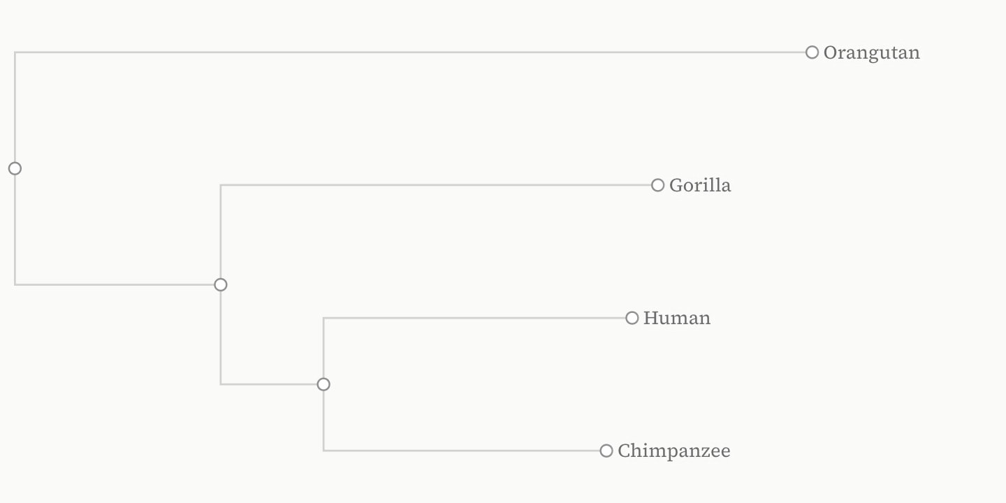 A phylogram of four apes drawn left to right with square branches, each as long as its weight: Orangutan on a long branch from the root, Gorilla, then Human and Chimpanzee on short branches from their shared ancestor.
