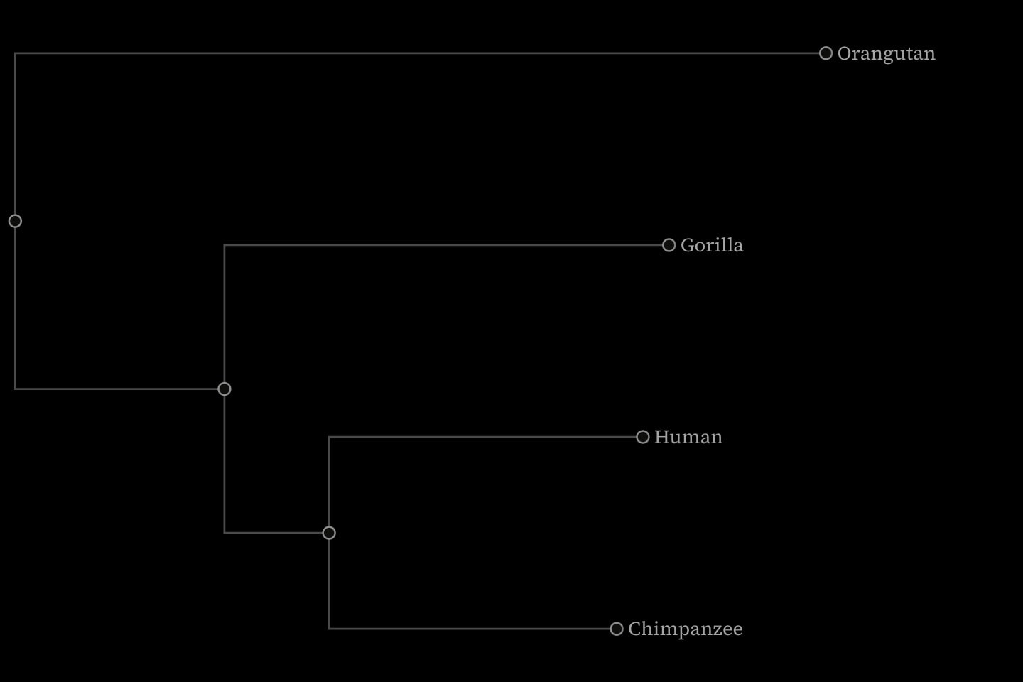 A phylogram of four apes drawn left to right with square branches, each as long as its weight and each name set past its tip: Orangutan on a long branch from the root, Gorilla, then Human and Chimpanzee on short branches from their shared ancestor.