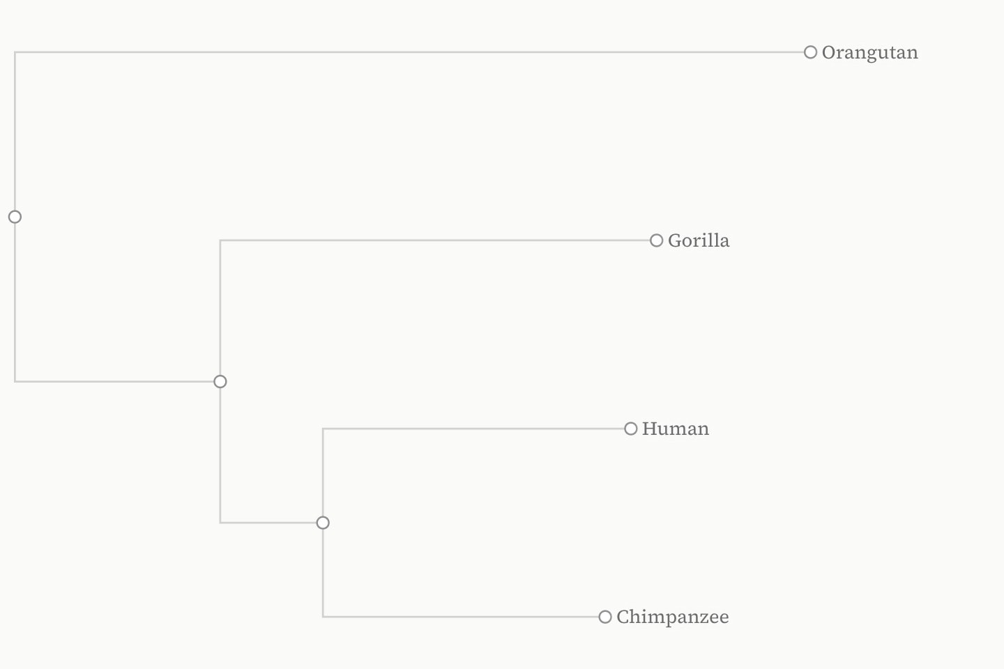 A phylogram of four apes drawn left to right with square branches, each as long as its weight and each name set past its tip: Orangutan on a long branch from the root, Gorilla, then Human and Chimpanzee on short branches from their shared ancestor.